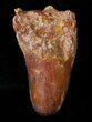 Large Cretaceous Fossil Crocodile Tooth - Morocco #15348-1